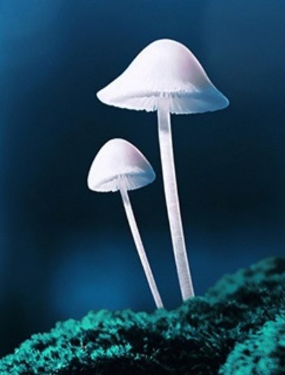 Psilocybin Mushroom Image - PsiloVibe Church (410 x 540 px)